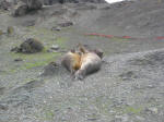 Elephant seals